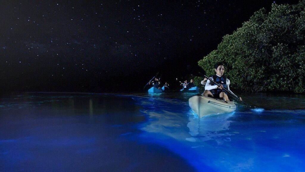 Paddle the Night Light at Bioluminescent Bays - Top 10 Things to do in Puerto Rico