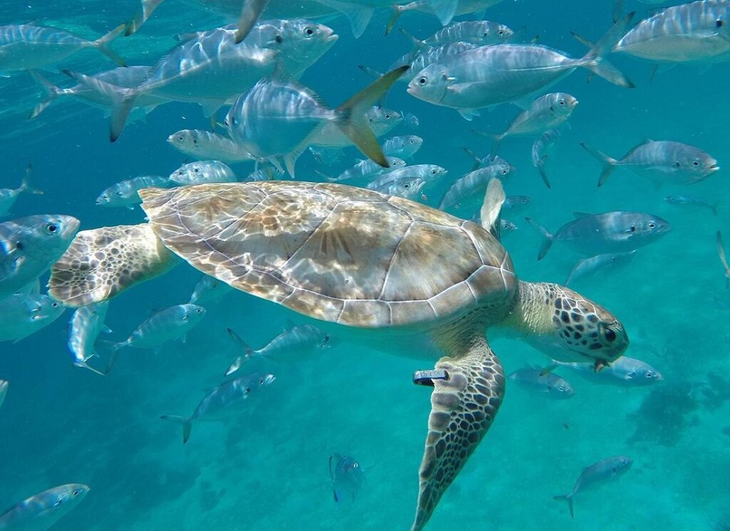 Top 10 Things To Do In Barbados - Swim In Carlisle Bay