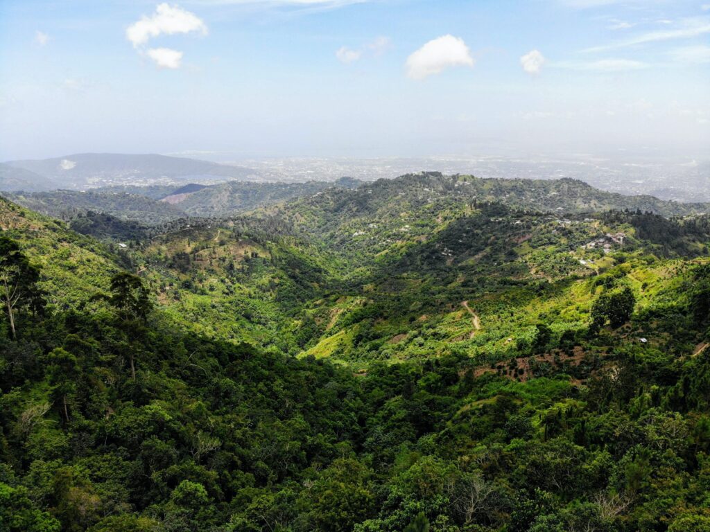 Blue Mountains- Jamaica